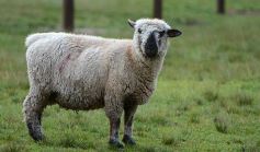 Foto de la galería: Cabaña La Armonía, cría ovina y cocina artesanal en un entorno natural maravilloso