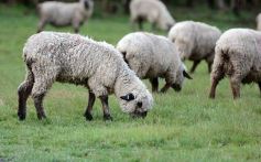 Foto de la galería: Cabaña La Armonía, cría ovina y cocina artesanal en un entorno natural maravilloso