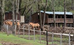 Foto de la galería: Cabaña La Armonía, cría ovina y cocina artesanal en un entorno natural maravilloso
