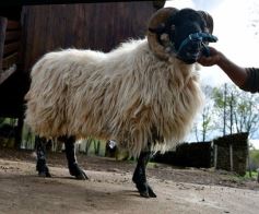 Foto de la galería: Cabaña La Armonía, cría ovina y cocina artesanal en un entorno natural maravilloso