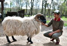 Foto de la galería: Cabaña La Armonía, cría ovina y cocina artesanal en un entorno natural maravilloso
