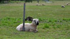 Foto de la galería: Cabaña La Armonía, cría ovina y cocina artesanal en un entorno natural maravilloso