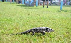 Foto de la galería: Intensa 4ª edición del Seven del Capri