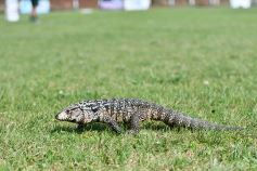 Foto de la galería: Intensa 4ª edición del Seven del Capri