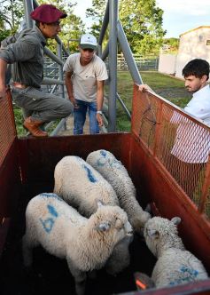 Foto de la galería: Inauguraron el esperado frigorífico en San José
