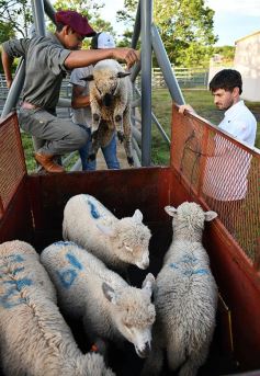 Foto de la galería: Inauguraron el esperado frigorífico en San José