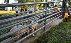 Foto de la galería: Inauguraron el esperado frigorífico en San José