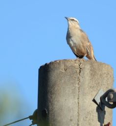 Foto de la galería: Un mes de cuarentena, paisaje cambiado en Posadas