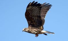 Foto de la galería: Un mes de cuarentena, paisaje cambiado en Posadas
