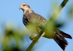 Foto de la galería: Un mes de cuarentena, paisaje cambiado en Posadas