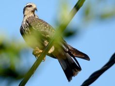 Foto de la galería: Un mes de cuarentena, paisaje cambiado en Posadas