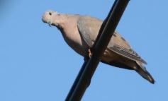 Foto de la galería: Un mes de cuarentena, paisaje cambiado en Posadas