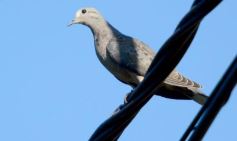 Foto de la galería: Un mes de cuarentena, paisaje cambiado en Posadas