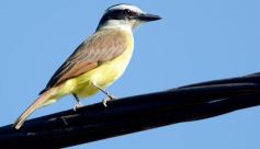 Foto de la galería: Un mes de cuarentena, paisaje cambiado en Posadas