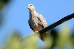 Foto de la galería: Un mes de cuarentena, paisaje cambiado en Posadas