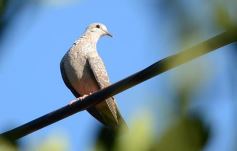 Foto de la galería: Un mes de cuarentena, paisaje cambiado en Posadas