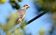 Foto de la galería: Un mes de cuarentena, paisaje cambiado en Posadas