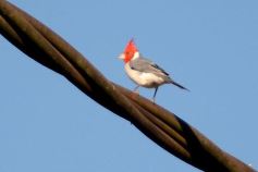 Foto de la galería: Un mes de cuarentena, paisaje cambiado en Posadas