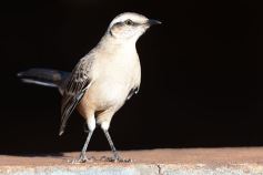 Foto de la galería: Un mes de cuarentena, paisaje cambiado en Posadas