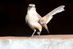 Foto de la galería: Un mes de cuarentena, paisaje cambiado en Posadas