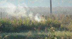 Foto de la galería: Incendio de malezas inundó de humo a la ciudad de Posadas