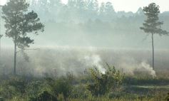 Foto de la galería: Incendio de malezas inundó de humo a la ciudad de Posadas