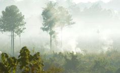 Foto de la galería: Incendio de malezas inundó de humo a la ciudad de Posadas