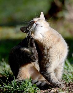Foto de la galería: El IMUSA volvió a la actividad, con estricto protocolo y priorizando las urgencias