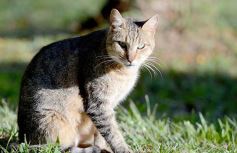 Foto de la galería: El IMUSA volvió a la actividad, con estricto protocolo y priorizando las urgencias