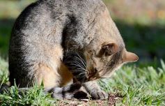 Foto de la galería: El IMUSA volvió a la actividad, con estricto protocolo y priorizando las urgencias