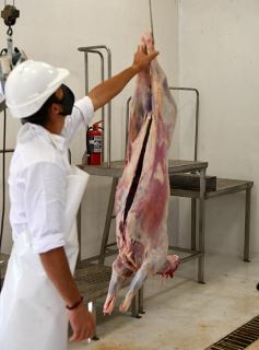 Foto de la galería: Se puso en marcha el Frigorífico Municipal de San José para la faena de animales pequeños