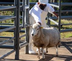 Foto de la galería: Se puso en marcha el Frigorífico Municipal de San José para la faena de animales pequeños