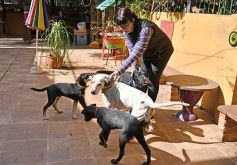 Foto de la galería: Kossa Nostra en tiempos de pandemia