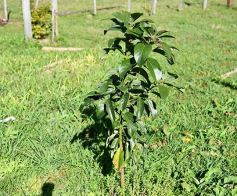 Foto de la galería: Marcela Rodríguez, de San Javier, fiel exponente de la mujer misionera emprendedora