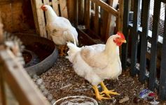 Foto de la galería: Marcela Rodríguez, de San Javier, fiel exponente de la mujer misionera emprendedora