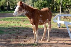 Foto de la galería: Casco Rosado, una nueva alternativa para los amantes de la equitación en Misiones
