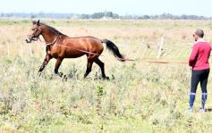 Foto de la galería: Casco Rosado, una nueva alternativa para los amantes de la equitación en Misiones
