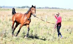 Foto de la galería: Casco Rosado, una nueva alternativa para los amantes de la equitación en Misiones