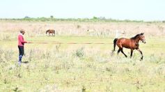 Foto de la galería: Casco Rosado, una nueva alternativa para los amantes de la equitación en Misiones
