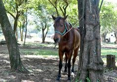 Foto de la galería: Casco Rosado, una nueva alternativa para los amantes de la equitación en Misiones