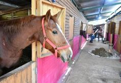 Foto de la galería: Casco Rosado, una nueva alternativa para los amantes de la equitación en Misiones