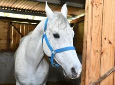 Foto de la galería: Casco Rosado, una nueva alternativa para los amantes de la equitación en Misiones
