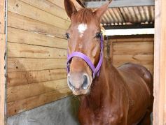Foto de la galería: Casco Rosado, una nueva alternativa para los amantes de la equitación en Misiones
