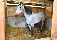 Foto de la galería: Casco Rosado, una nueva alternativa para los amantes de la equitación en Misiones