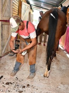 Foto de la galería: Casco Rosado, una nueva alternativa para los amantes de la equitación en Misiones