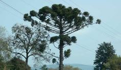 Foto de la galería: Postales de Colonia Aurora y su laboriosa gente