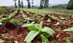 Foto de la galería: Postales de Colonia Aurora y su laboriosa gente
