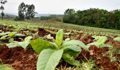 Foto de la galería: Postales de Colonia Aurora y su laboriosa gente