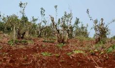 Foto de la galería: Postales de Colonia Aurora y su laboriosa gente