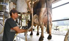 Foto de la galería: Postales de Colonia Aurora y su laboriosa gente